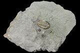 Rare, Griffithites Trilobite - Crawfordsville, Indiana #134351-2